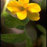 Viola lobata Flor