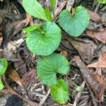 Viola pubescens Folha