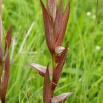 Serapias bergonii Floare