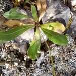 Hieracium gouanii Blatt