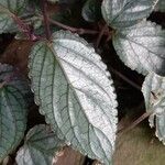 Strobilanthes alternata Fulla