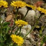 Erigeron aureus Habit