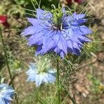 Nigella sativaFlower