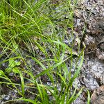 Carex strigosa Habit