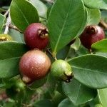 Psidium cattleyanum Ovoce