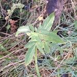 Eupatorium cannabinumЛисток