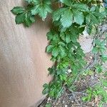 Parthenocissus quinquefolia Plante entière