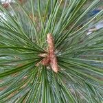 Pinus flexilis Outro