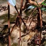 Rhizophora mangle പുറംതൊലി