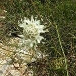 Cephalaria leucantha Blomst