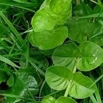 Lysimachia nummularia Leaf