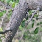 Albizia anthelmintica خشب