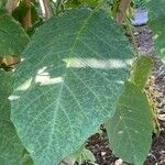 Brugmansia × candida Folio