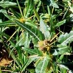 Xanthium spinosum List