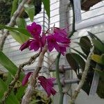 Dendrobium