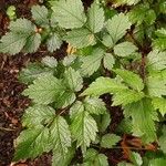 Spiraea tomentosa Levél