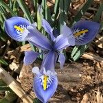 Iris histrio