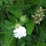 Silene latifoliaFleur