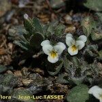 Viola parvula Habitus