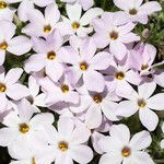 Phlox diffusa Květ