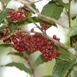 Amborella trichopoda Fruit