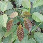 Handroanthus heptaphyllus Folha