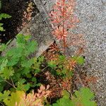 Macleaya cordata Leaf