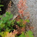 Macleaya cordata 葉