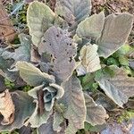 Verbascum boerhavii 叶