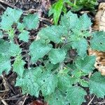 Physalis pubescens Blatt