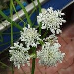 Oenanthe aquatica Flower