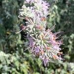 Salvia leucophylla Flor