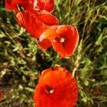 Papaver rhoeas Fiore