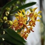 Grammatophyllum speciosum Квітка