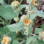 Sida cordifolia Flower