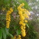 Banara guianensis Flower