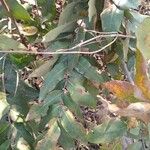 Lagerstroemia parviflora Folio