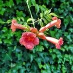 Campsis radicansЦветок