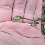 Corylus americana 葉