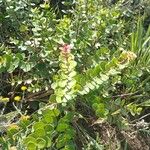 Myrsine africana Листок