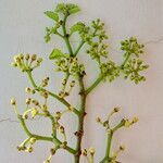Cissus rotundifolia Blomst