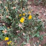 Cistus calycinus Fleur