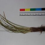 Carex esenbeckii Прочее