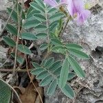 Tephrosia cinerea Λουλούδι