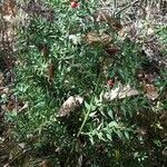 Ruscus aculeatus Alkat (teljes növény)