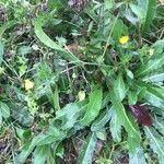 Picris echioides Çiçek