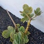 Kalanchoe marmorata Blad