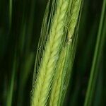 Triticum monococcum Fula