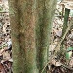 Duboscia macrocarpa Corteza