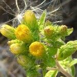 Pentanema squarrosum Flower